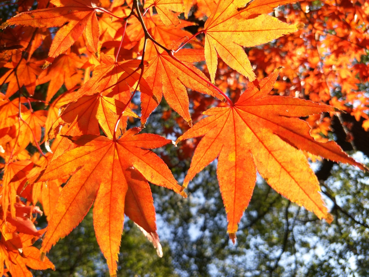 oppo系列拍照清晰推荐,oppo经典拍照