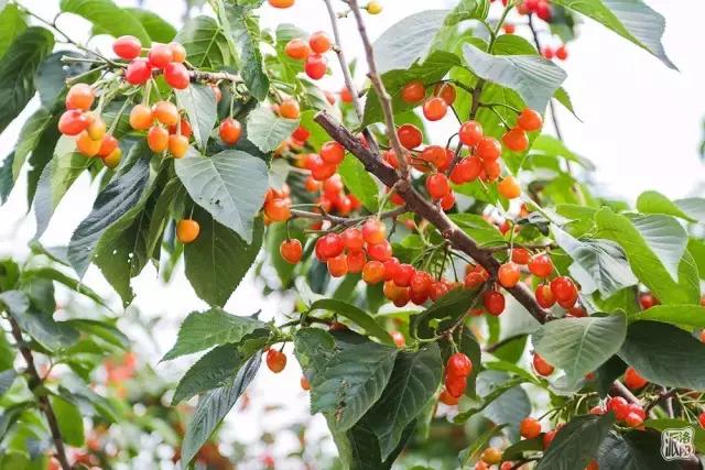 洛阳新安县樱桃采摘园,洛阳樱桃沟摘樱桃