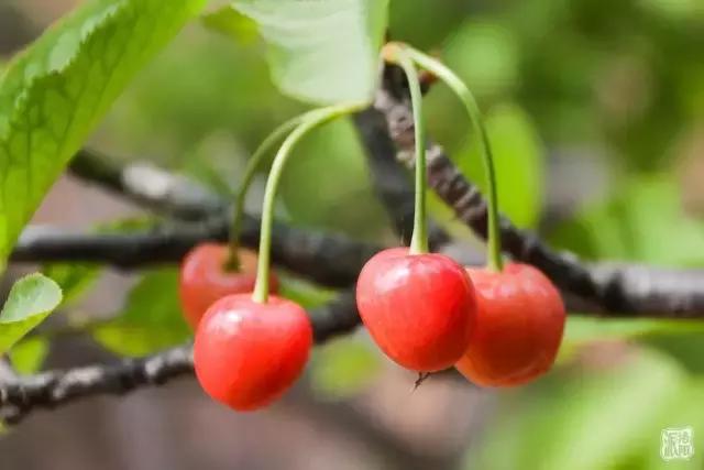 洛阳新安县樱桃采摘园,洛阳樱桃沟摘樱桃