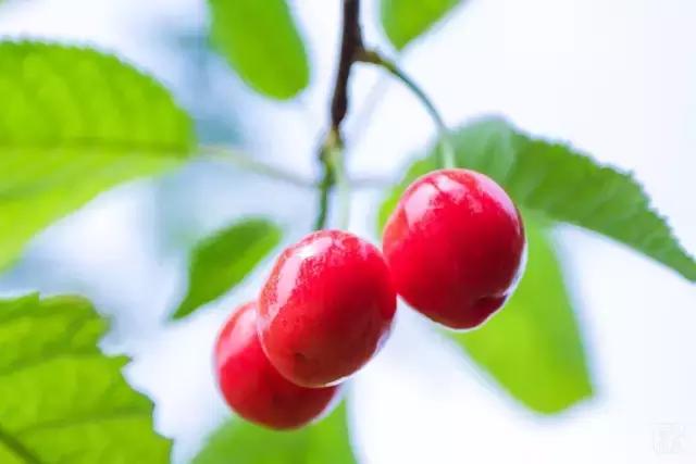 洛阳新安县樱桃采摘园,洛阳樱桃沟摘樱桃