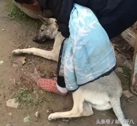 狗狗误食会怎么样,狗狗误食致死