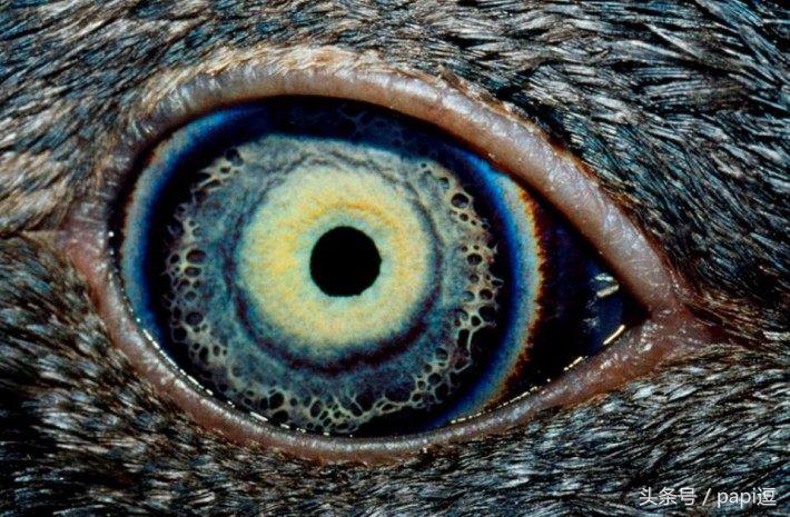 高清镜头下的眼睛看起真美,看眼睛猜动物你能猜对几个