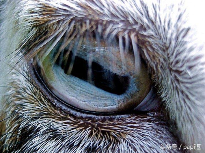 高清镜头下的眼睛看起真美,看眼睛猜动物你能猜对几个
