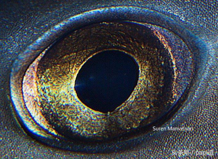 高清镜头下的眼睛看起真美,看眼睛猜动物你能猜对几个
