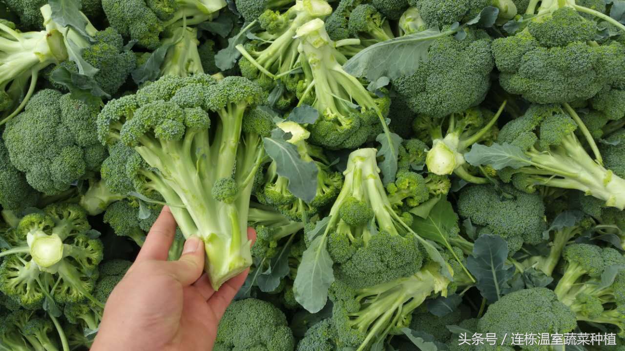 西兰花坏了是怎么样的,西兰花损耗大的原因