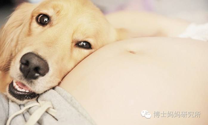 怀孕了宠物狗还能养吗,怀孕了家里的宠物狗还能养吗