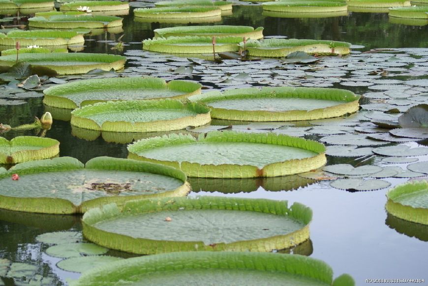 地道小吃童年味道,什么样的美食叫怀旧美食