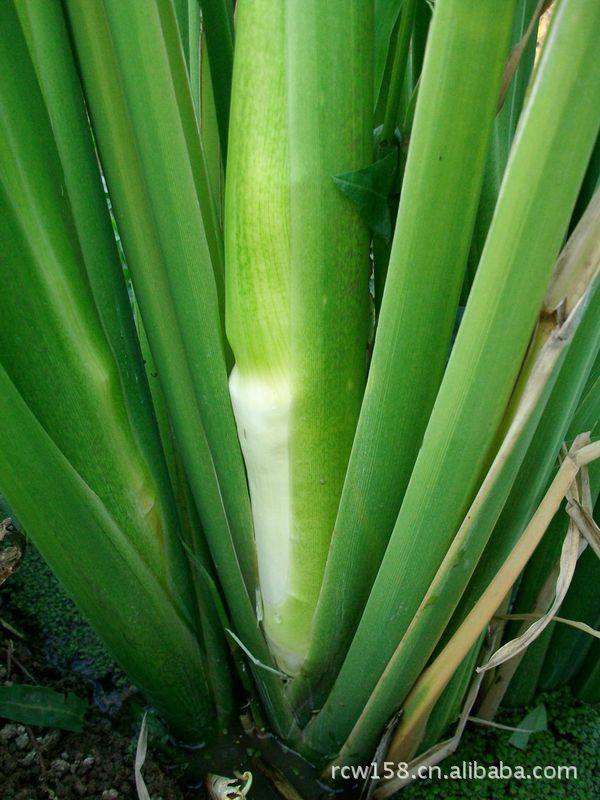 地道小吃童年味道,什么样的美食叫怀旧美食