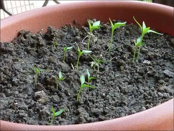 菜盆阳台种辣椒,菜市场辣椒里的种子能种吗