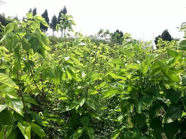 重庆农家乐旅游攻略,重庆农家乐旅游推荐