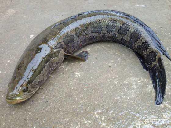 稍有不慎损失十几万资深卡友讲诉活鱼运输