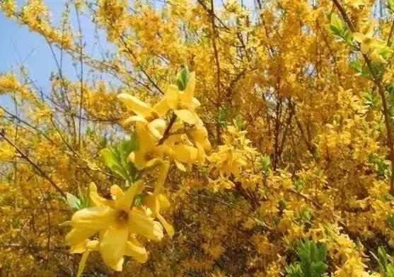 莫负春光辽宁赏花踏青攻略来了,辽宁最美十大花海