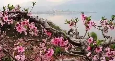 莫负春光辽宁赏花踏青攻略来了,辽宁最美十大花海