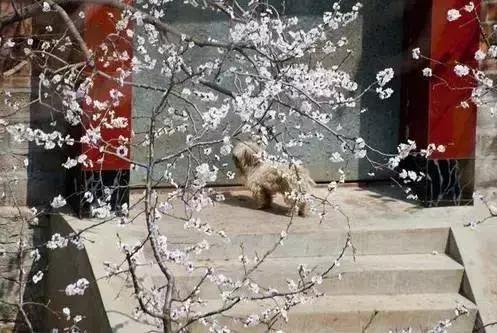 莫负春光辽宁赏花踏青攻略来了,辽宁最美十大花海