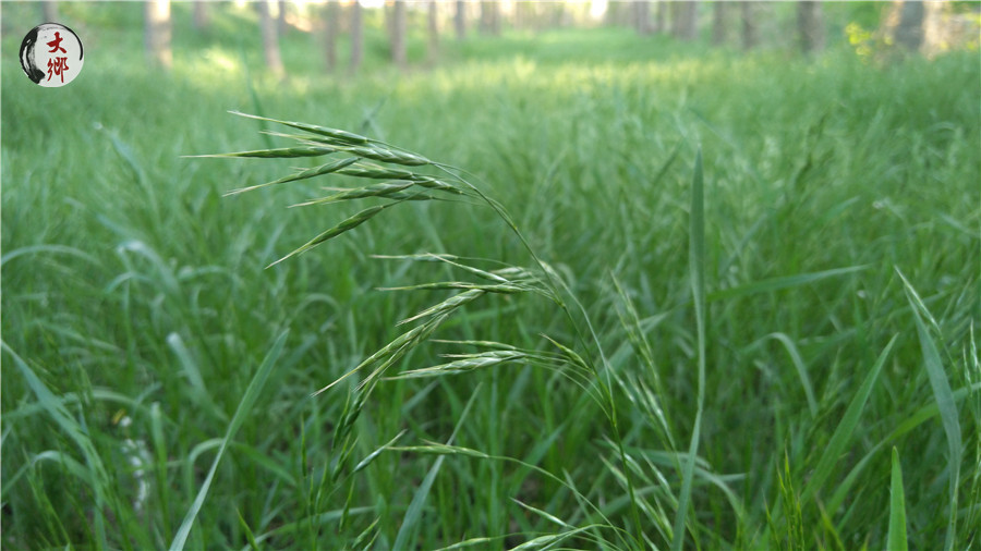 野燕麦在农村当做杂草，却不知鲜榨的“野麦汁”还有这些功能