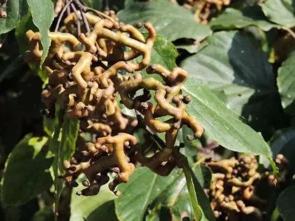 大西安真正的美景,大西安临潼