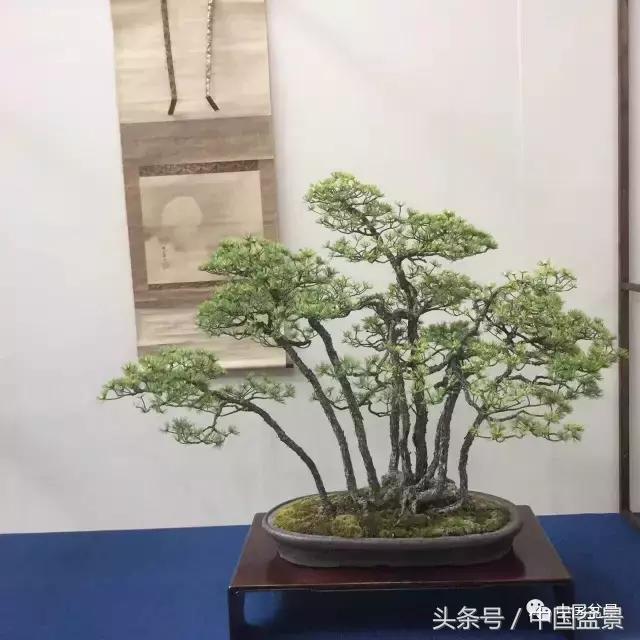 现在什么盆景最有前景,盆景创业未来前景如何