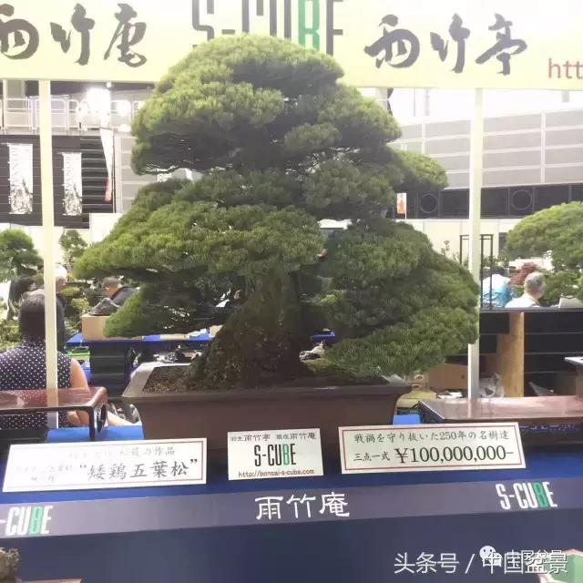 现在什么盆景最有前景,盆景创业未来前景如何