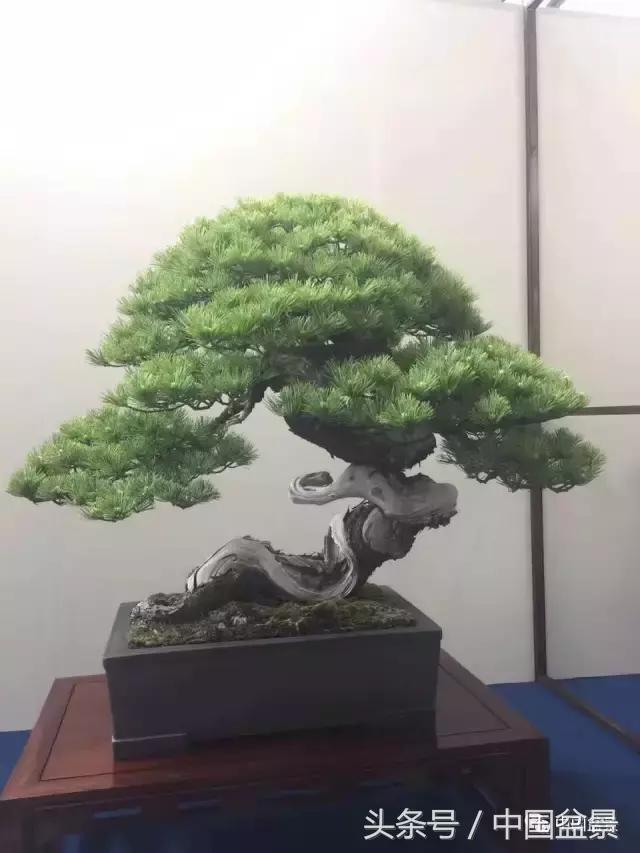 现在什么盆景最有前景,盆景创业未来前景如何