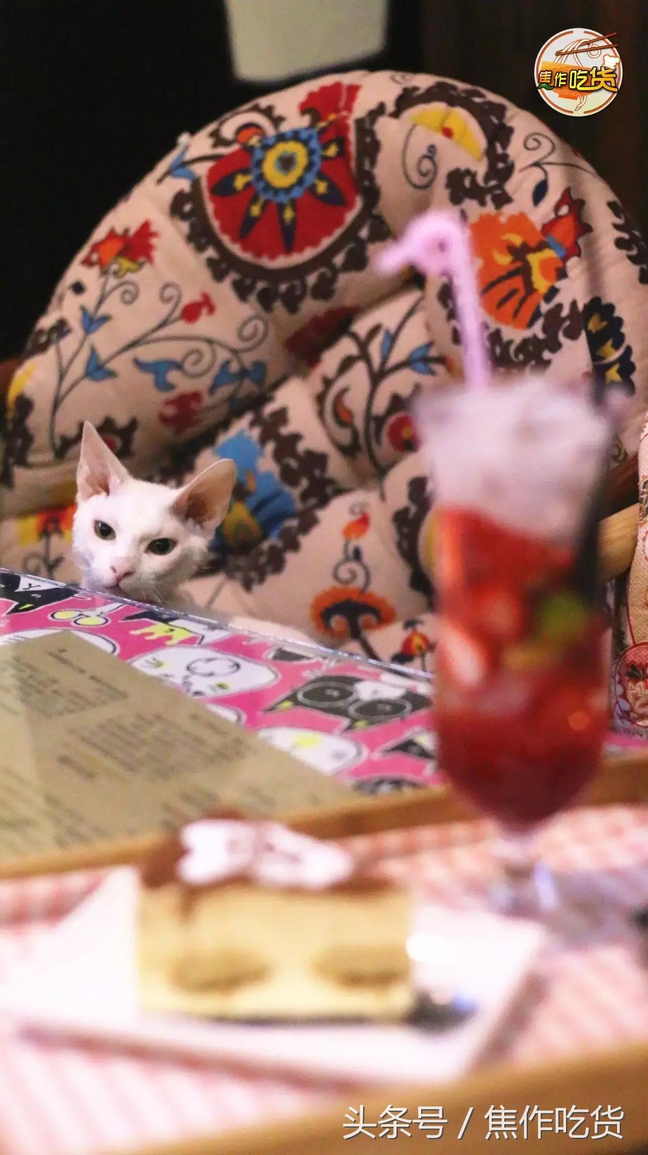 焦作推荐猫咖,焦作新区猫咖