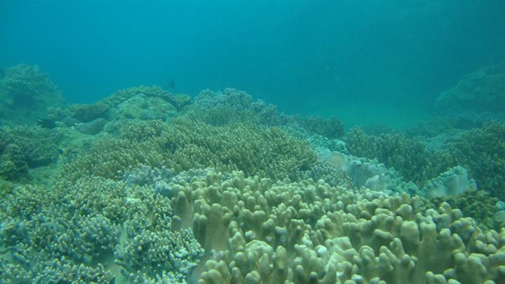 概括珊瑚岛的形成过程,珊瑚岛形成条件及分布规律