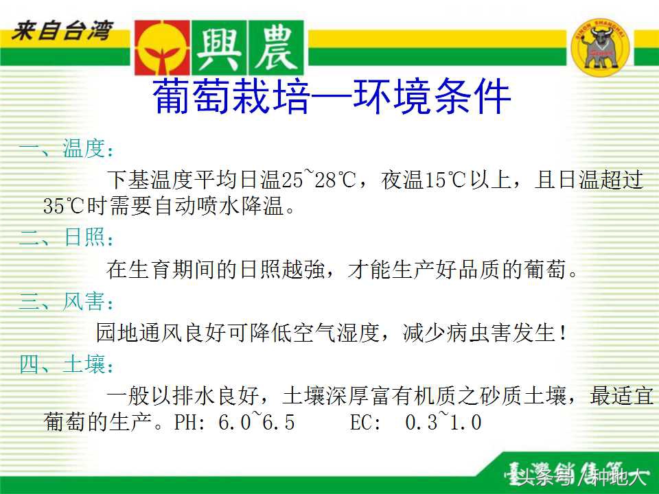 巨峰葡萄栽培技术全过程,巨峰葡萄种植管理技术