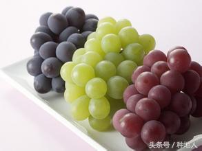 巨峰葡萄栽培技术全过程,巨峰葡萄种植管理技术