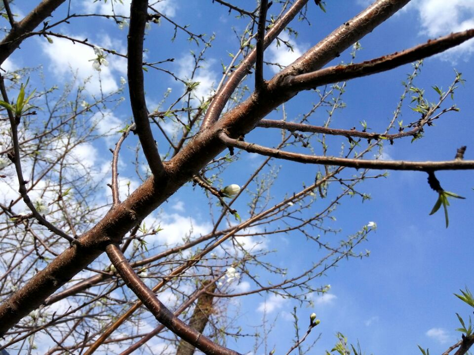 五一劳动节来源和意义作文,五一劳动的来历写下来