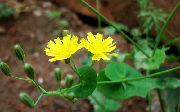 一花一世界一叶一菩提视频,一花一世界一叶一菩提一笑一尘缘
