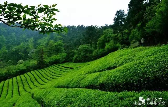 不如吃茶去专辑,不如吃茶去全部歌曲