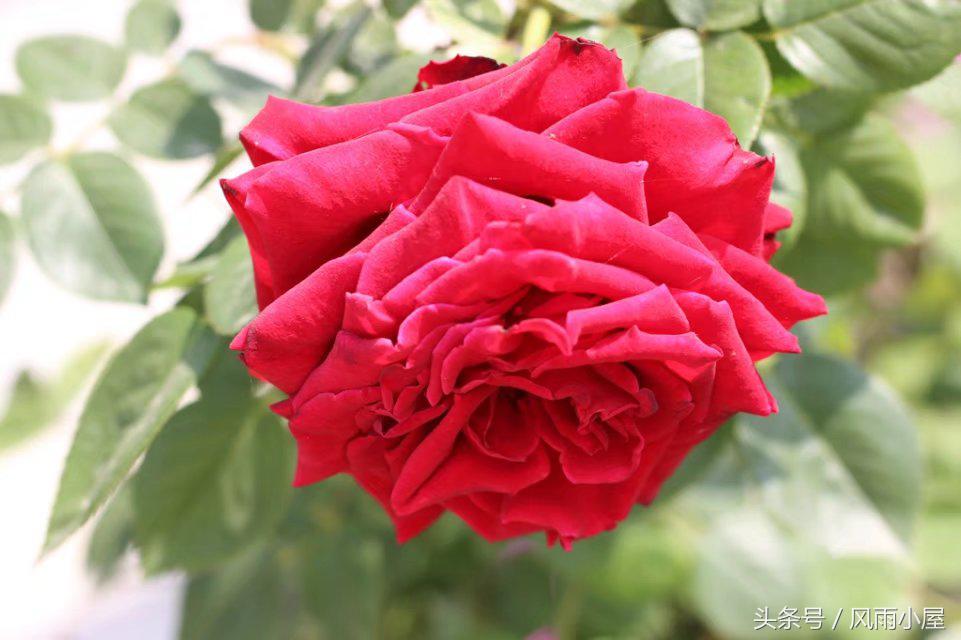 扬州花木市场,扬州阿波罗花木市场现在还在开吗