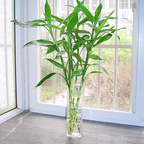 室内观叶植物哪些好养,7种常见的室内观叶植物