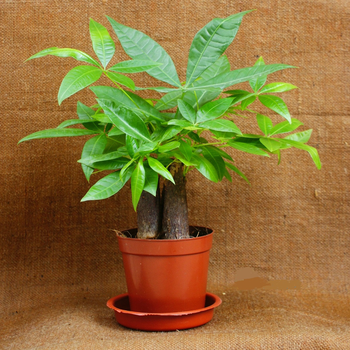 室内观叶植物哪些好养,7种常见的室内观叶植物