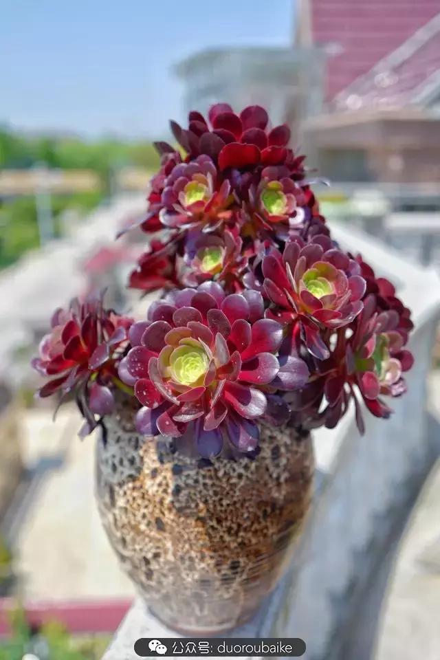 多肉新手入坑10大误区,多肉入坑法师