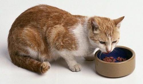 猫咪一天的食谱推荐,猫咪的料理食谱健康简单便宜