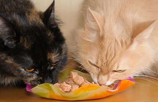 猫咪一天的食谱推荐,猫咪的料理食谱健康简单便宜