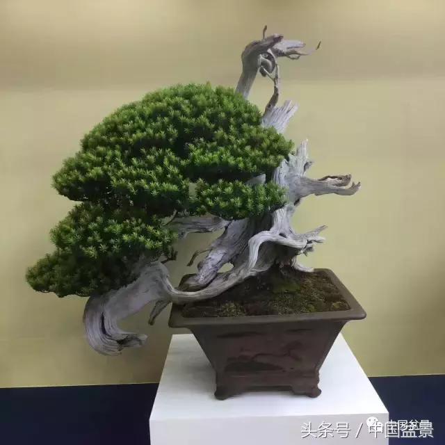 现在什么盆景最有前景,盆景创业未来前景如何
