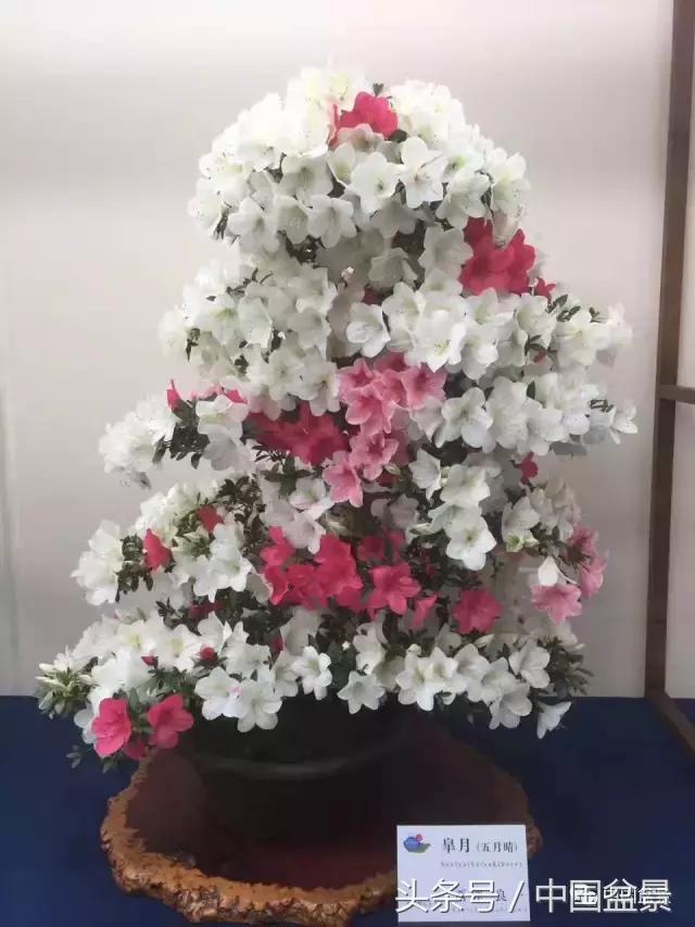 现在什么盆景最有前景,盆景创业未来前景如何