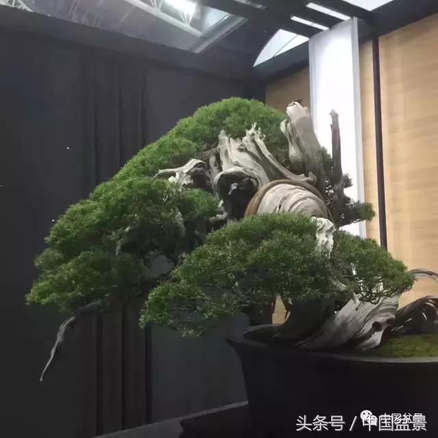 现在什么盆景最有前景,盆景创业未来前景如何