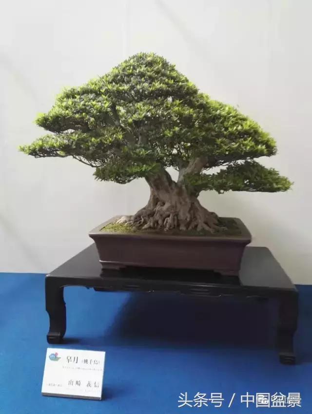 现在什么盆景最有前景,盆景创业未来前景如何