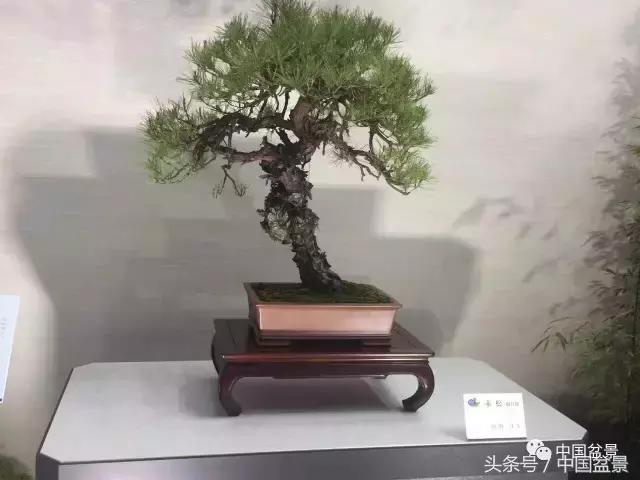 现在什么盆景最有前景,盆景创业未来前景如何