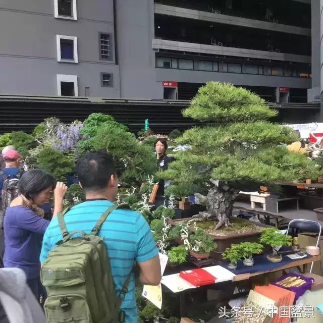 现在什么盆景最有前景,盆景创业未来前景如何