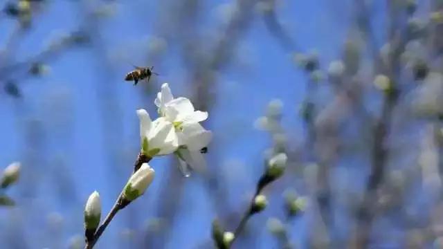西安3月底周边赏花踏青一日游,武汉踏青自驾一日游推荐
