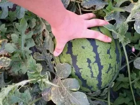 2016-2018年农产品市场需求,2024农产品市场数据分析报告