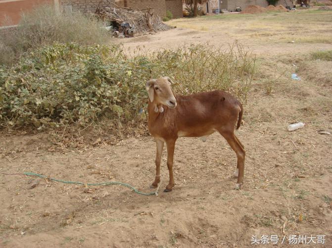 行走在纳米比亚沙漠感悟,撒哈拉沙漠旅游真实感受
