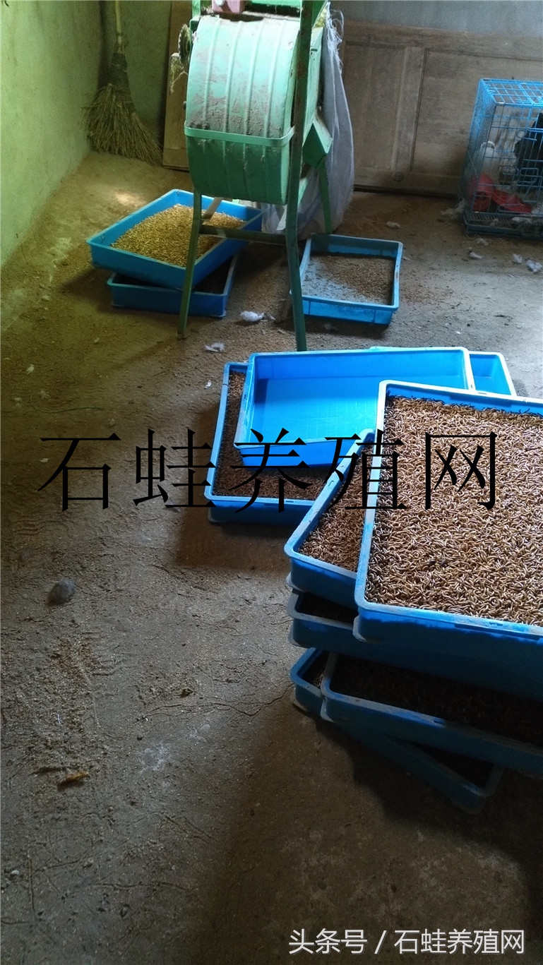 石蛙养殖视频十五分钟以上的,石蛙养殖直播