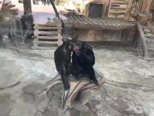 厦门灵玲国际马戏城大不大,五一厦门灵玲国际马戏