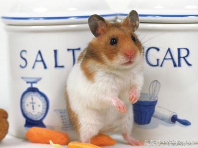关于我家有一只可爱的小仓鼠,养可爱的仓鼠