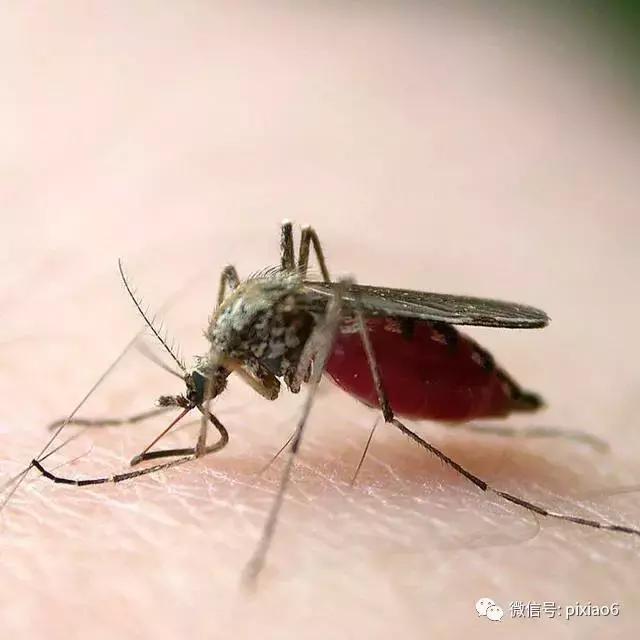 奇痒无比一抓就起水泡,浑身刺痒一挠全是小水泡