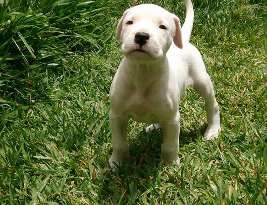 杜高适合什么温度喂养,如何养好一只杜高